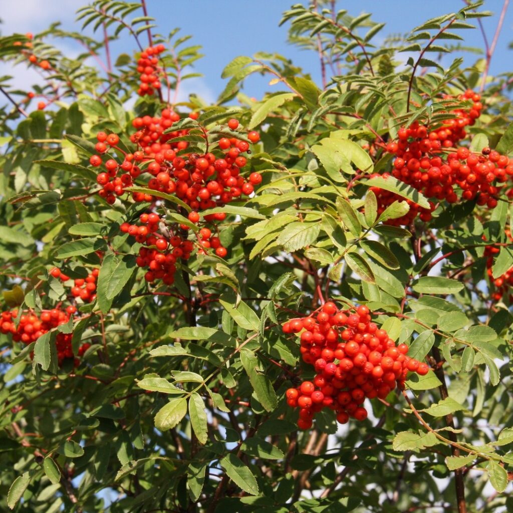 Sorbus aucuparia Rowan Tree 5038838005428 2